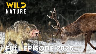 Download Lagu Wild Animals | CARPATHIAN PREDATORS - How Apex Hunters Thrive in Silence | Wild Nature MP3 Download Lagu Wild Animals | CARPATHIAN PREDATORS - How Apex Hunters Thrive in Silence | Wild Nature MP3