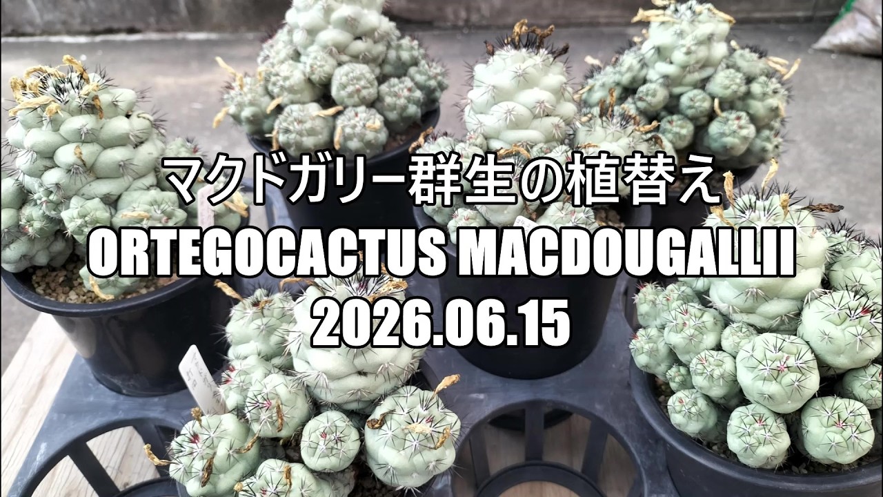 マクドガリー群生の植替え Ortegocactus macdougallii 2026 06 15