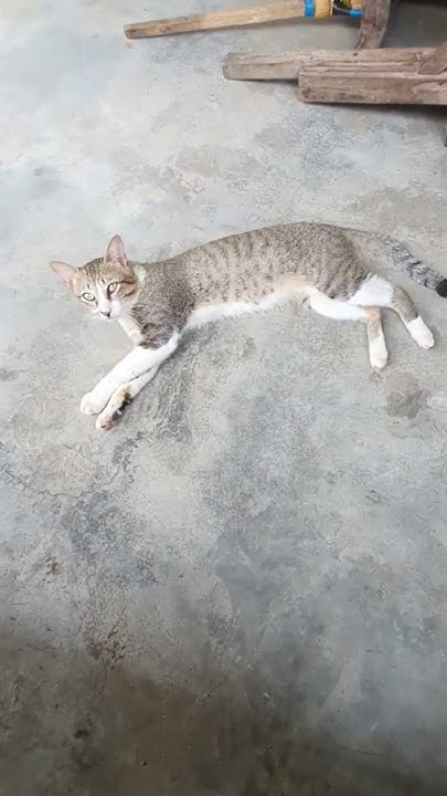 Cat Sleeping Did I Disturb You He Got Angry Short YouTube cat-sleeping-did-i-disturb-you-he-got-angry-short-youtube