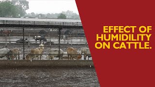 ARF ON EFFECT OF HUMIDITY ON CATTLE