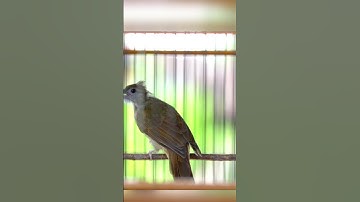 KAPAS TEMBAK GACOR NGEBREN NEMBAK PANJANG #kapastembak #birds #kapastembakgacor