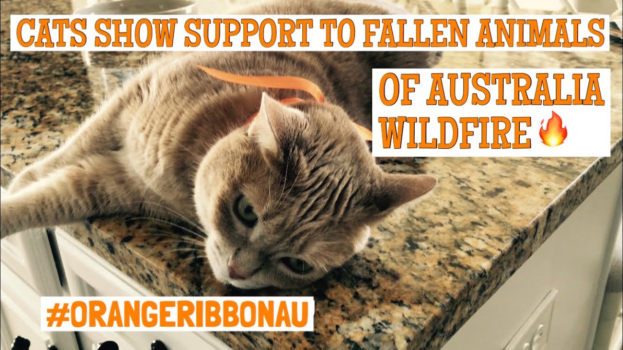 CATS SHOW SUPPORT TO FALLEN ANIMALS OF AUSTRALIA WILDFIRE 2020 - YouTube