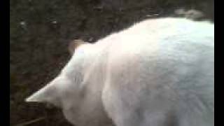Video My mav mav nhom mex del all fri