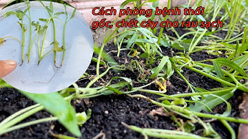 Cách phòng trị bệnh thối thân chết cây cho rau sạch || Rau Sạch Nhà Trồng