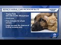 Bernalillo County hosting free microchip event for pets