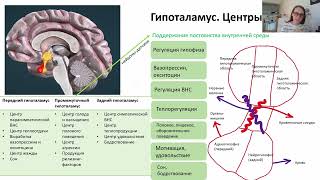 Промежуточный мозг. Патологии гипоталамуса и таламуса.