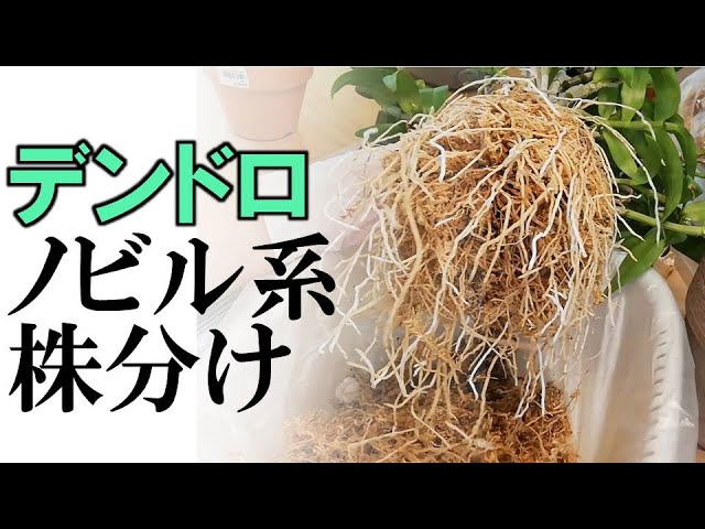 蘭 デンドロビウム 株分け セカンドラブときめき2021春 - YouTube
