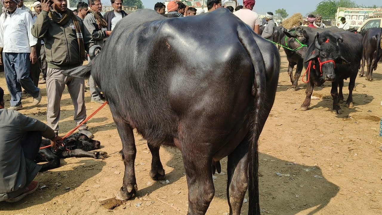 Pashu Bajar Mauhariya is live