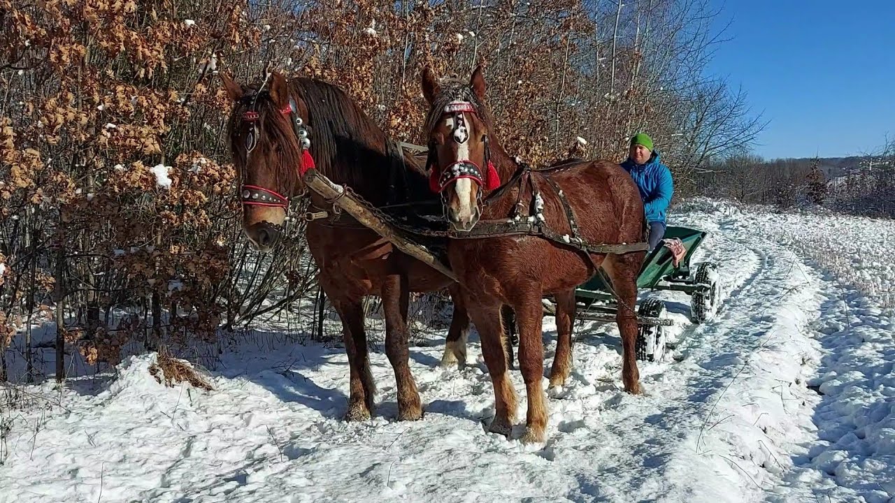 ❄️📢Зимова природня казка📺ПРОДАЖ💰Гарні коні у хороших господарів💪👍✅️