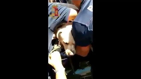 Labrador chiuso in auto sotto al sole con 41 gradi salvato dalla polizia