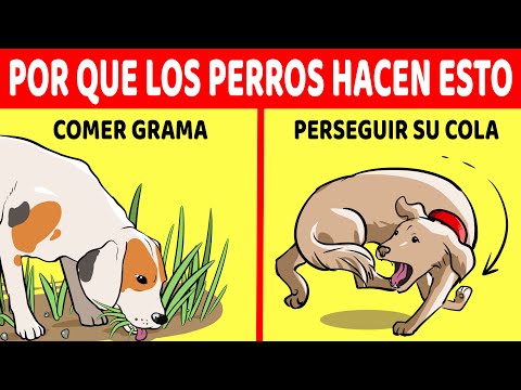 Video: Mi perro comió ¿Qué? Por qué los perros comen hierba y otras cosas raras