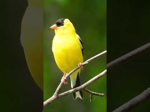 Adorable American Goldfinch Saying Po ta to Chip