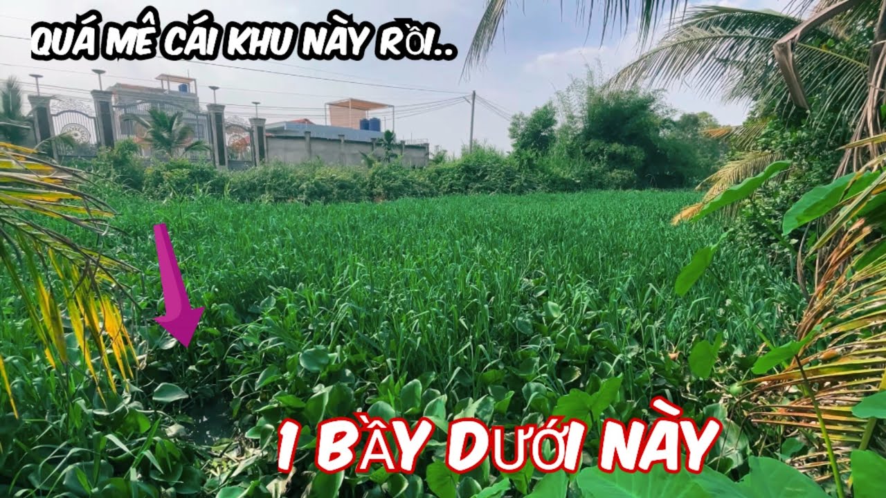 Câu Cá Rô Đồng Mùa Nước Rút Đụng Ổ Cá Giật Con Nào Cũng Ú Bự Đã Tay @SangHuynhVlog 