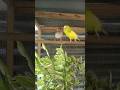 Magkasama sila ni parakeet