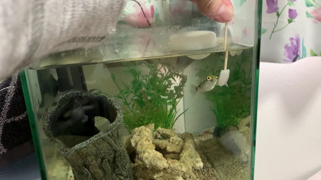 ミドリフグ イカをあげてみた 食べてくれるのか ミドリフグの飼い方ブログ