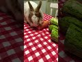 Coelhos são espertos até demais 😂🐰♥️#rabbit #love #pets #vegetables #mybunny #loveanimals #home