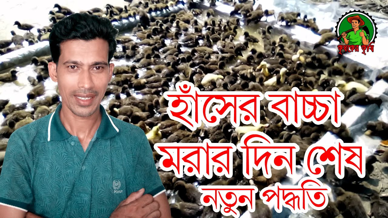 হাঁসের বাচ্চা মরার দিন শেষ। চৈত্র ও বৈশাখ মাসে কিভাবে ব্রোডিং করবেন হাঁসের বাচ্চা । Krishoker Krishe