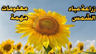 زراعة عباد الشمس معلومات مهمة زيادة الانتاج الجزء الثاني