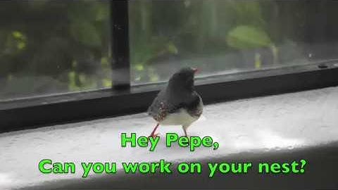 A zebra finch displays his nest building skills (Part 2 of 2)