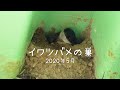 イワツバメさん、ひょっこり。【イワツバメの集団営巣①】