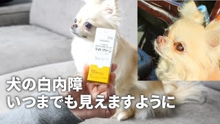 【目薬サプリ紹介】犬の白内障～手術以外では治らない～【チワワ｜動物】