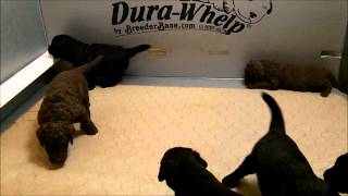 2012 Jetta/Louie Labradoodle Puppies by HoosierDoodles 146 views 12 years ago 5 minutes, 19 seconds