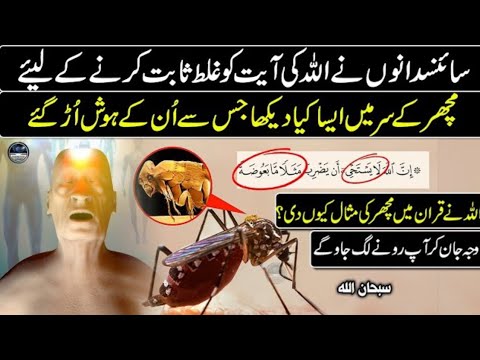 Why Did Allah Create Mosquitoes? The Answer Will Shock You - "Miracle ...