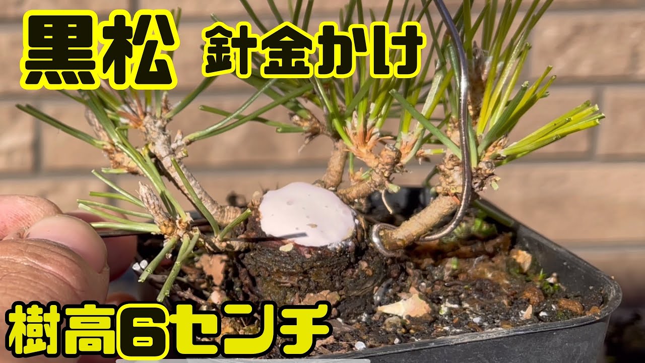黒松】樹高10センチ以内で本格黒松を目指す【針金かけ】black pine