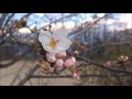 【MV】童謡 春の小川 (旧岡谷小学校 2018年桜開花模様)