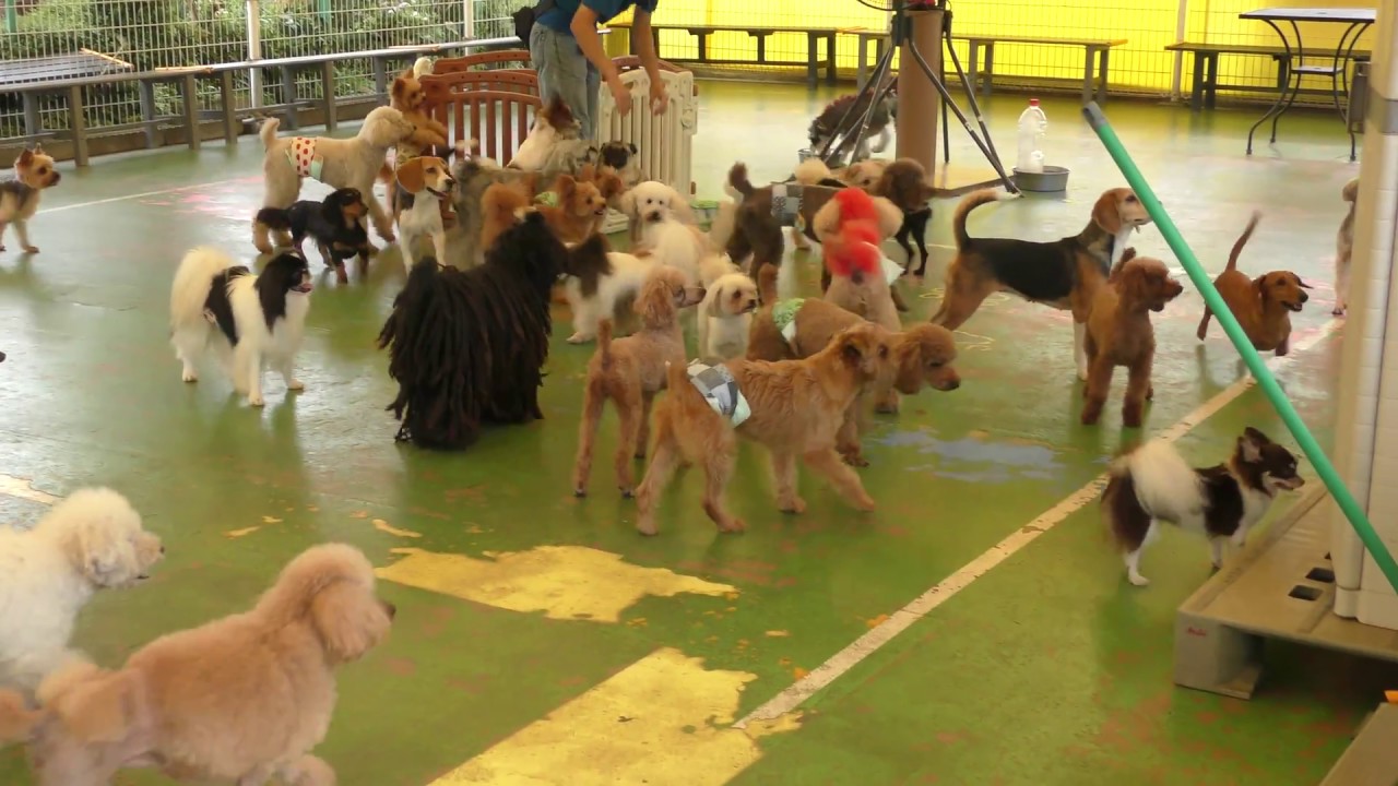 Small Dog Park (Tsukuba Wanwan Land, Ibaraki, Japan) August 19