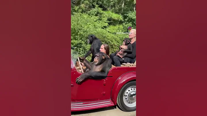 The chimp kids like to drive