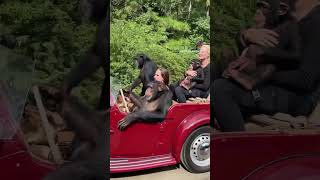 The chimp kids like to drive