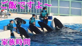 鴨川シーワールドのシャチさんたちのご飯タイム!(^^)!  Kamogawa Sea World
