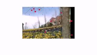 KLT_for_flower
