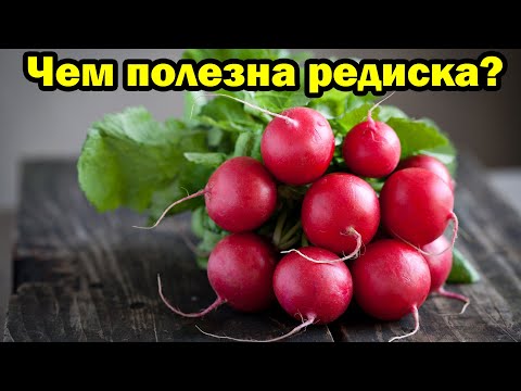 Польза редиски для организма человека