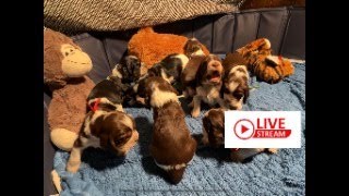 LIVE STREAM REPLAY Puppy Cam! English Springer Spaniel puppies at play!