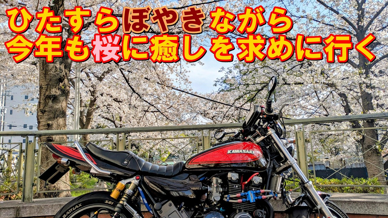 ゼファーで桜　2026