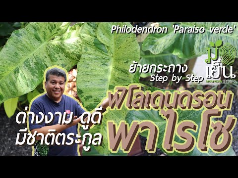 วีดีโอ: Philodendron Care - เรียนรู้เกี่ยวกับการปลูกพืช Philodendron