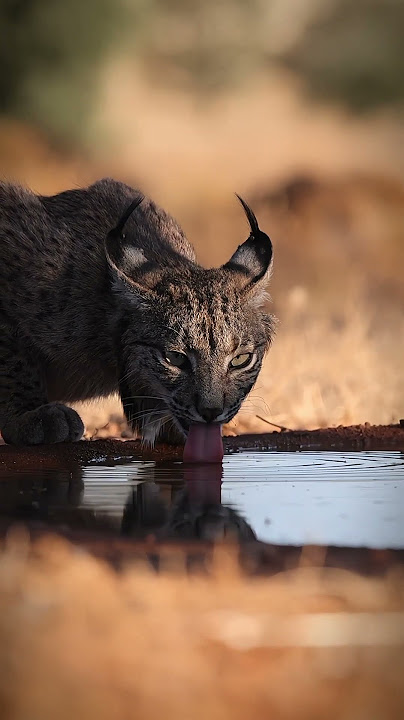 🔱 Iberian Lynx: Sang Pemburu Langka dari Selatan Eropa! 🔱