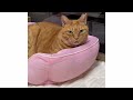 お母さん旅に出るの巻🧓🏻😿