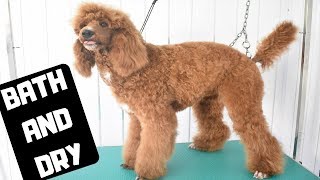 Standard Poodle having a bath and blow dry - Professional dog grooming salon tutorial