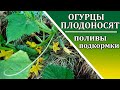 Чем подкормить огурцы и как поливать огурцы во время плодоношения.