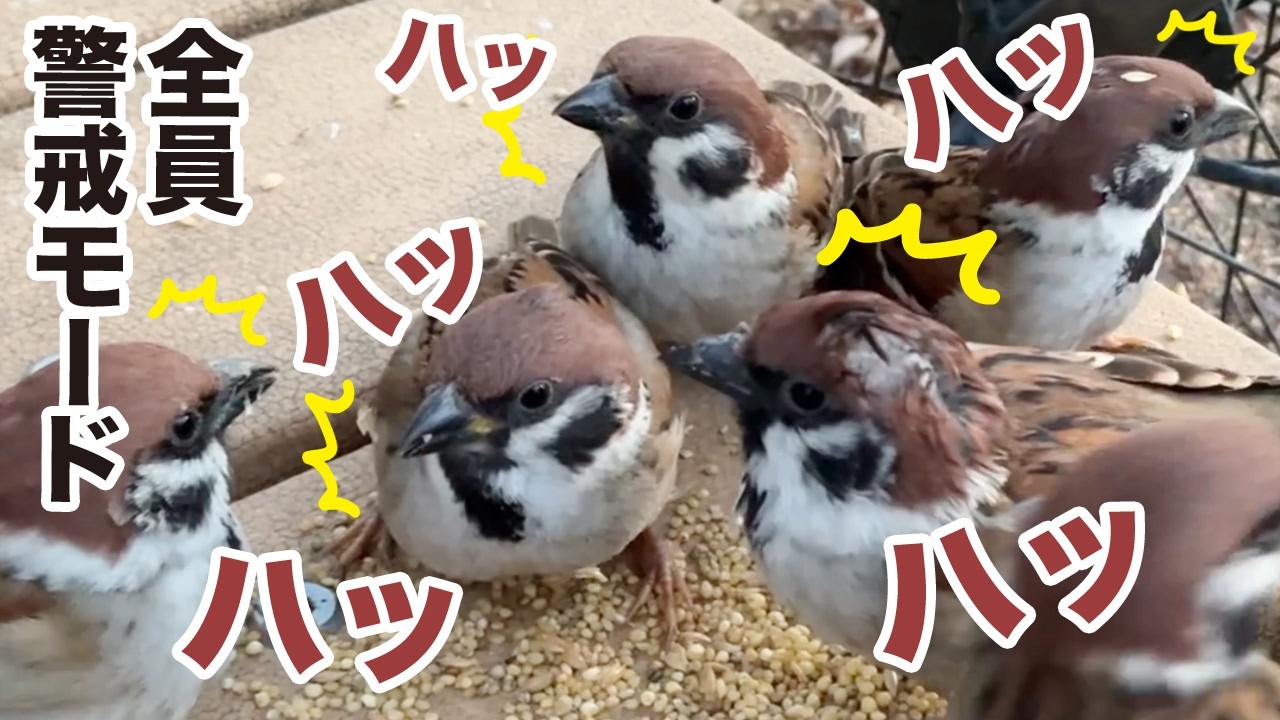 【どうして】天敵の襲撃にビビりまくるピリピリチュンズ【こうなった】