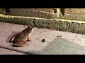Frog eating an Insect