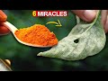 6 AMAZING MIRACLES OF TURMERIC IN GARDEN | TURMERIC POWDER FOR PLANTS