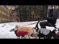 The Dog Walk in Sweden 🇸🇪- Nature - Snow Winter 2022