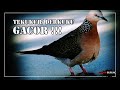 Suara Burung Tekukur Derkuku Deruk Gacor Kicauan Terbaik Mp3 - Mp4 Download