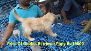 golden retriever price in galiff street