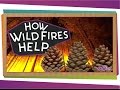 Nature's Fire: The Role of Wildfires and Decomposers in Forest Ecosystems