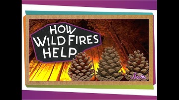 How Wildfires Help! | Science for Kids